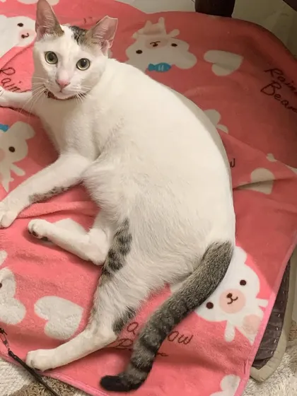 Tofu on his first catcation with us. He was a bit shy but slowly settled in and started showing his playful side.