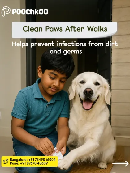 A young boy carefully cleaning his Golden Retriever's paws. Muddy paws can bring in germs and lead to infections. We always recommend wiping your pet's paws clean with a soft cloth after every walk.