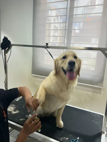 Close-up of a precise nail clipping session. Regular nail trims are essential for your dog's posture and comfort, and I handle it with expert care.