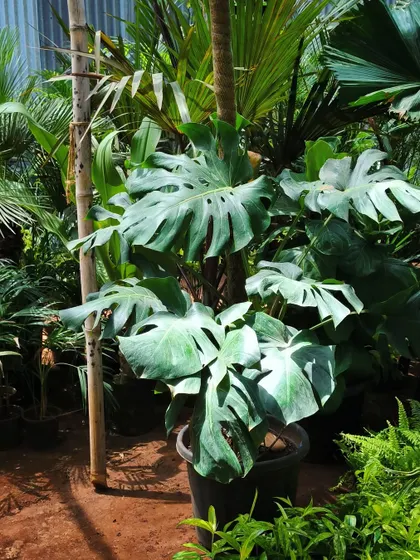 A large Monstera Deliciosa is always a delight. Its iconic leaves can instantly create a tropical vibe in any room or garden.
