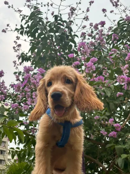 Those floppy ears and happy smile say it all! Jenny is ready to begin her basic obedience and socialization training.