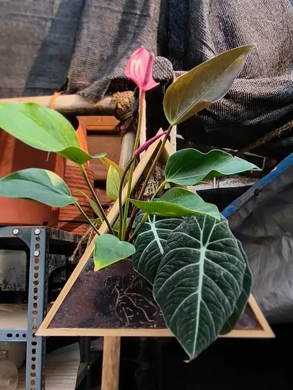 This triangular wooden planter is a unique piece I put together. It holds an Anthurium with its striking pink flower and a dark-leaved Alocasia, creating a living piece of wall art.