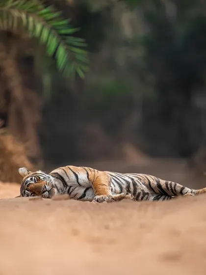 Noorie, the daughter of the legendary Noor, sleeping on the road. Her relaxed state allowed us to observe her for a long time before she began her territorial patrol.