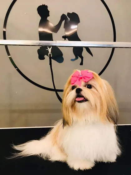Booboo the Lhasa Apso is looking glamorous with her long, silky hair and a bright pink bow. We can help maintain long coats to prevent matting.
