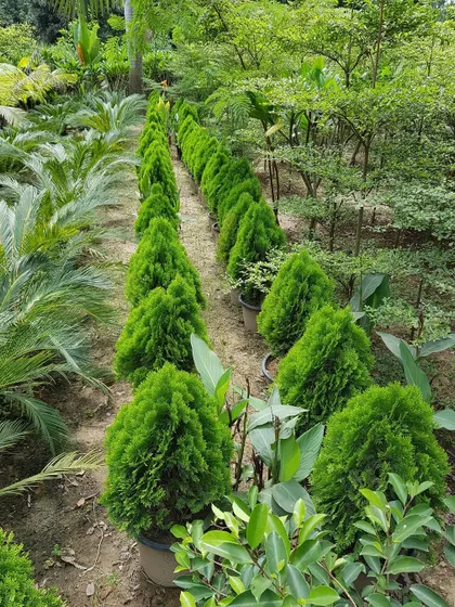 Rows of healthy Morpankhi plants at my nursery, demonstrating my capacity to supply uniform plants for long, continuous hedging projects.