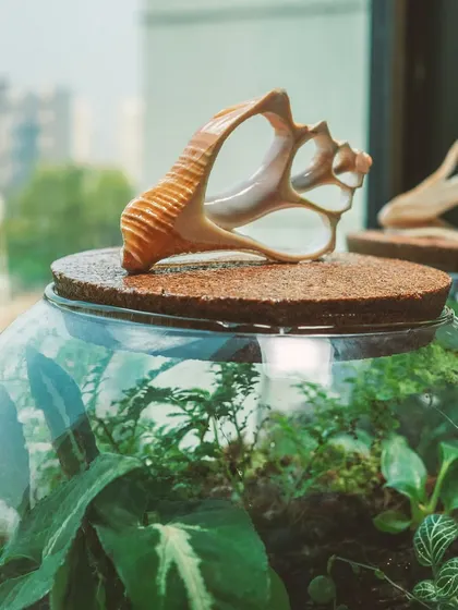 A detail shot of the beautiful, sculptural seashell used as a lid for this terrarium. It adds a unique, natural element to the design.