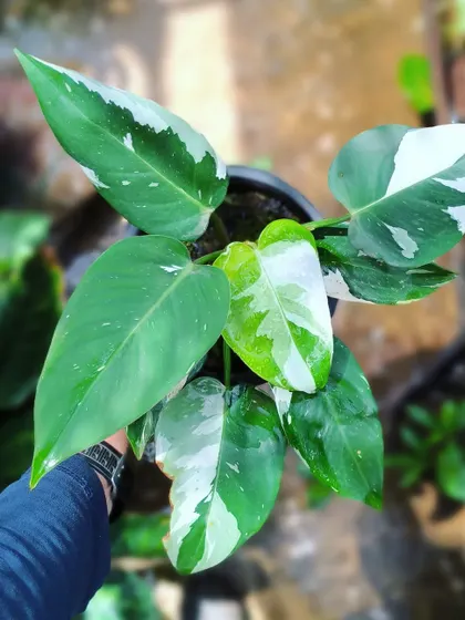 The variegation on this Philodendron White Wizard is just stunning. We have these available for booking, a must-have for any collector of rare aroids.