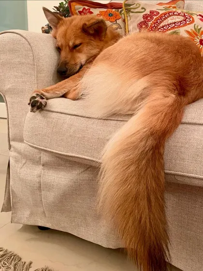 The picture of contentment. An adopted Indie enjoying a peaceful nap on a comfortable sofa, a world away from the harsh streets.