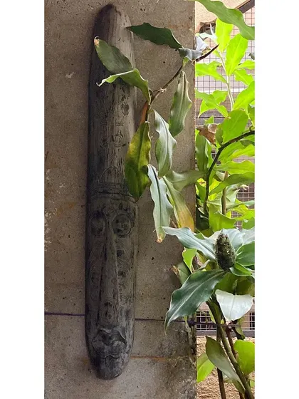 A carved wooden artifact finds its home next to a climbing plant in our studio. This juxtaposition of handmade art and living nature is at the core of our design philosophy.