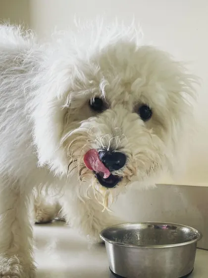 Another satisfied customer after snack time! A happy tummy makes for a happy dog.
