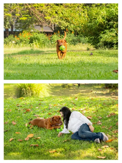 A collage from an outdoor session with Romi the Mastiff. The images show him playing fetch and enjoying quiet moments with his mom in a beautiful, sunlit park.