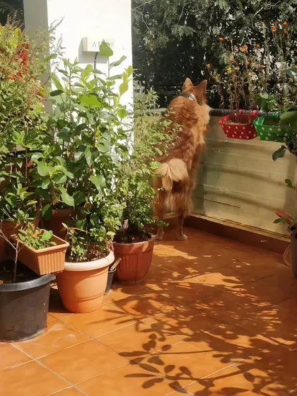 Oscar the German Spitz loves to stand on his hind legs to get a better view of the garden. He is so curious and wants to see everything that's going on outside.