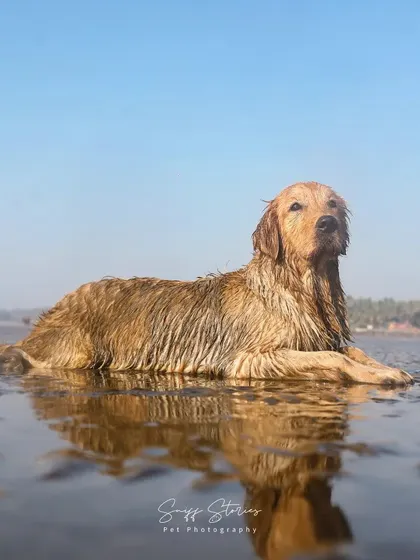 A wide shot of Jhilmil relaxing in the water, with her reflection creating a mirror image. This photo captures the tranquility and beauty of a dog in her favorite element.