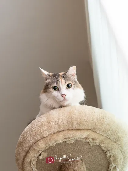 The quintessential look of feline judgment. This cat seems to be thinking, "What is this peasant with a camera doing on my floor?"