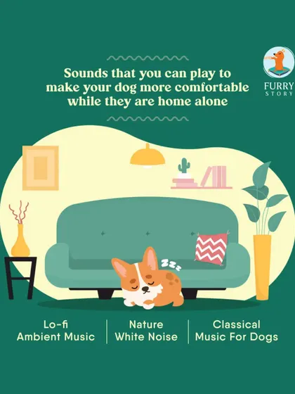 During festive seasons or when your dog is home alone, playing calming sounds can make them more comfortable. Lo-fi music, nature white noise, or classical music for dogs can help mask startling noises from outside.