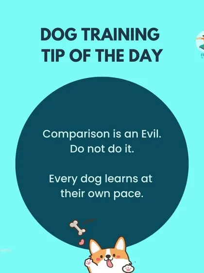 It's easy to compare your dog to others, but every dog learns at their own pace. I always tell my clients to focus on their own dog's progress and celebrate the small wins along the way.