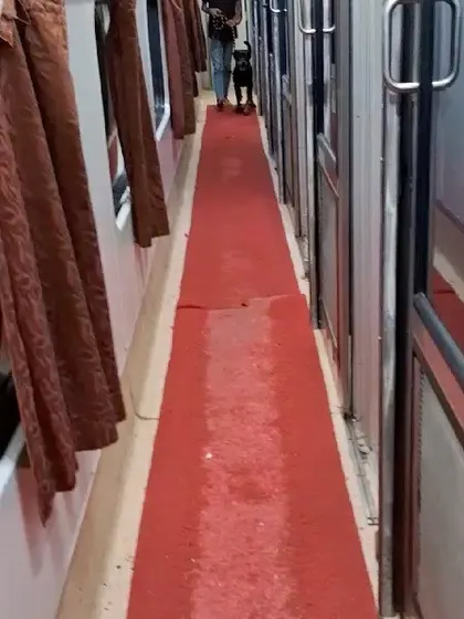 Taking a walk down the train aisle. This helps break the monotony of the journey for the pet.