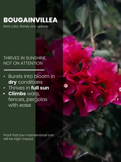Bougainvillea offers bold color with barely any upkeep. This variety bursts into a vibrant magenta bloom in dry, sunny conditions, proving that low-maintenance can still be high-impact.