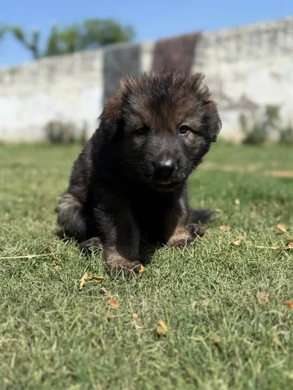 The future of our German Shepherd program starts here. This is a pup from our Wolf Pack litter, a product of champion parents Karma and Renzo. We breed for this structure, confidence, and potential from day one.