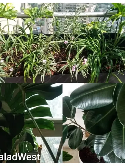 Creating a personal oasis in Malad West. This collage shows a long planter box filled with greenery and close-ups of a healthy Monstera and Rubber Plant, all maintained by our expert gardening services.
