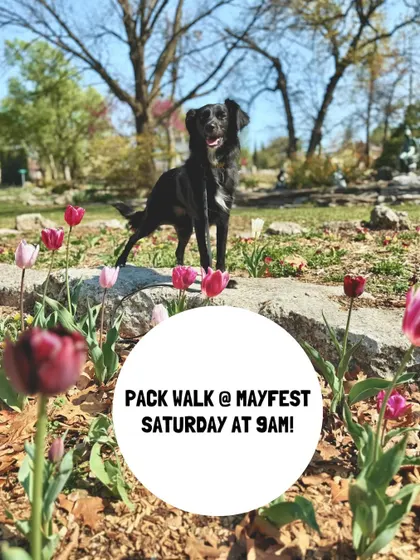 We love participating in local events like Tulsa's Mayfest. It's the ultimate real-world test for distraction training, and the dogs always do great.