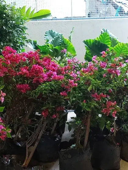 A collection of potted Bougainvillea plants ready for a client. This shows how I prepare and deliver healthy, blooming plants for projects.