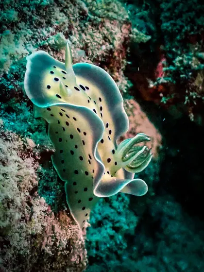 This is a Chromodoris kuniei, a species of nudibranch that feeds on sponges. Its delicate, dotted pattern and wide double border make it a beautiful subject for underwater macro photography.