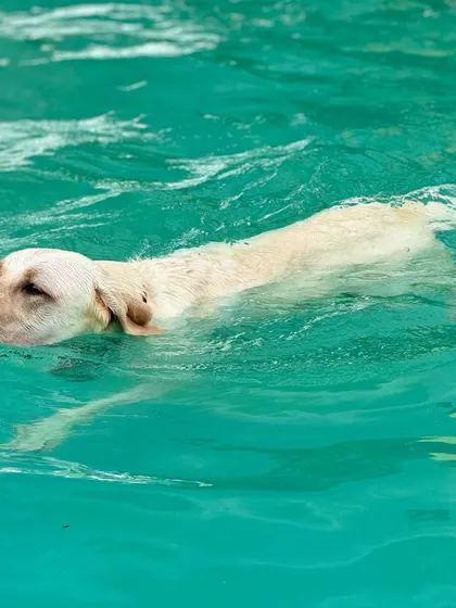 The serene expression of a dog who loves the water. Our pool provides a wonderful sensory experience for our canine guests.