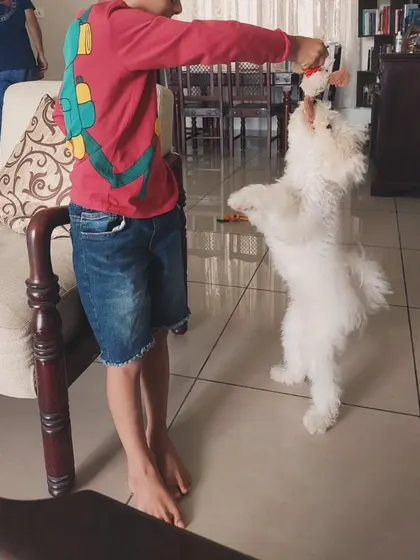A huge part of my program is ensuring puppies can live happily with the whole family. Here's Ginger playing gently with his human sibling, a milestone that shows how far he has come.