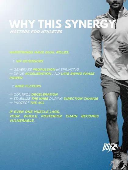 The hamstrings have dual roles as hip extensors and knee flexors, crucial for both sprinting and deceleration. If one of the three muscles in the complex lags, the entire posterior chain becomes vulnerable.