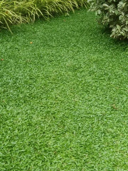 A beautiful, dense lawn created with my shade grass. This variety is perfect for areas with less direct sunlight.