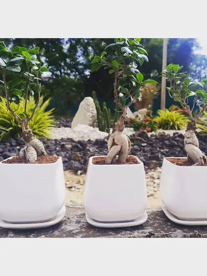 Our Ficus bonsai trees are a popular choice for corporate gifting. These elegant, low-maintenance plants make for a sophisticated and sustainable gift that leaves a lasting impression on clients and employees.