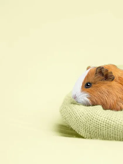 This sweet guinea pig nestled in a cozy blanket was our star for June. Working with smaller animals requires a lot of patience, but the resulting photos are always worth it to support the shelter.