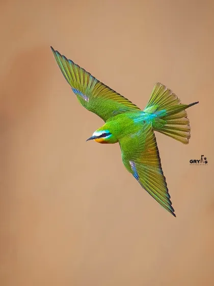 A Blue-cheeked Bee-eater caught in a graceful mid-air glide. Capturing birds in flight against a clean background highlights their aerodynamic beauty and the technical precision required for such wildlife action shots.