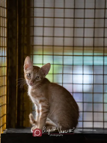 This is Cheddar, a ginger kitten at the shelter, looking out from his enclosure. The natural light from the window beautifully illuminates his silhouette. These quiet, observant moments are just as important to capture as playful ones.