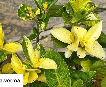 A close-up of a flowering plant with unusual yellow leaves, showcasing the diverse flora that our guests can discover at our center.