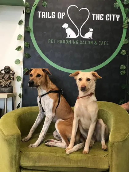 Dash and Dot, our lovely indie clients, posing like pros. They prove that you don't need to be a fancy breed to be a superstar.
