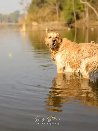 Simba the Golden Retriever looks back expectantly while standing in the lake, waiting for his ball to be thrown. This shot captures the anticipation and excitement of a game of fetch.
