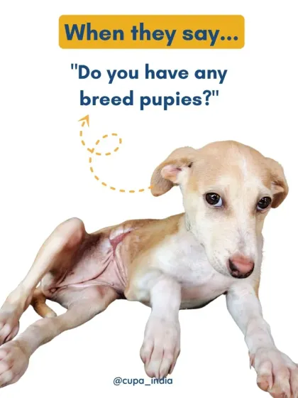 The look on our indie puppies' faces when someone asks, "Do you have any breed puppies?" Every dog deserves a loving home, regardless of their breed.