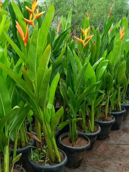 A row of Heliconia plants, also known as lobster-claws, ready for a landscaping project. Their bright, exotic flowers add a tropical touch to gardens.