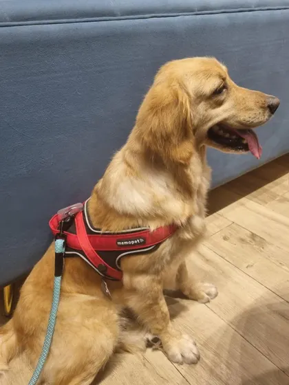 GOLDY IS HOME. This 5-year-old Golden Retriever was used for breeding and then abandoned. Now she is a cherished family member.