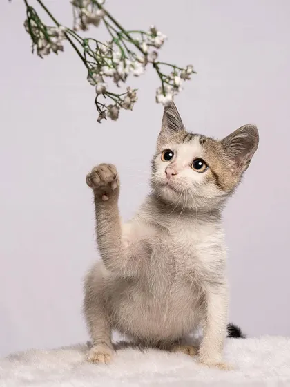 The "lucky cat" pose! This little rescue kitten is waving for good luck, or maybe just trying to catch the flower.