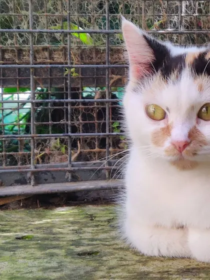 This sweet-faced calico cat is sitting patiently, demonstrating the calm and trusting atmosphere we foster at our boarding facility.