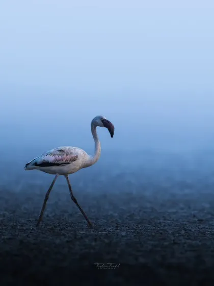 A lone flamingo walks through the misty blue light of dawn. The moody atmosphere and soft colors create a dreamlike portrait of this elegant bird.