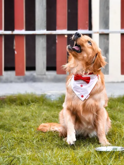 Look at this handsome boy, all dressed up and ready for his close up. I love capturing pets in action, whether they're catching a treat or just barking at the sky. This shot shows the playful, dapper personality of this Golden Retriever in his element at the park.