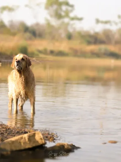 A beautiful Golden Retriever stands thoughtfully in the calm water of a lake, looking out towards the shore. The soft, natural light highlights its gentle nature and creates a timeless, peaceful portrait.
