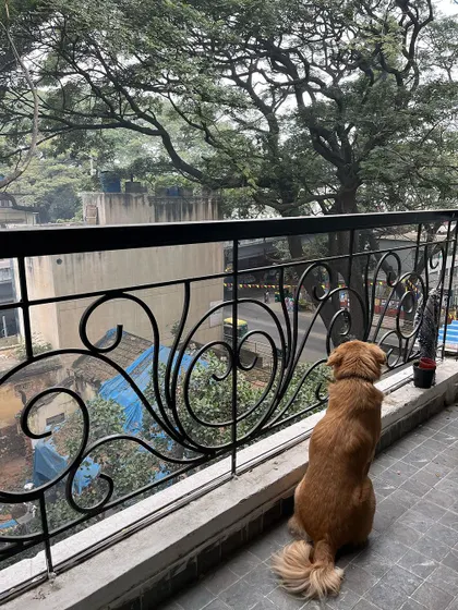 Luffy on neighborhood watch from his favorite balcony spot. Part of my service is ensuring your pet can continue their daily routines, like watching the world go by.
