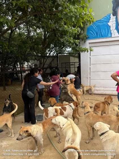 The humans are clearly outnumbered, but no one is complaining! A group of visitors enjoys being surrounded by our friendly, curious dogs.