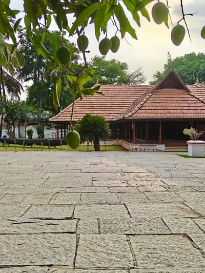 A mango tree laden with fruit frames a view of a heritage cottage. Summer at Ayurvedagram is a celebration of nature's bounty and vibrant energy.
