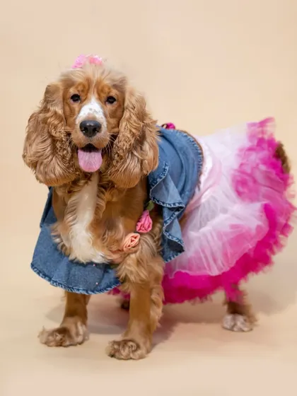 A full-length shot showcasing the entire birthday outfit, from the pink bow to the fluffy skirt. These detailed photos are perfect for remembering your pet's birthday look.